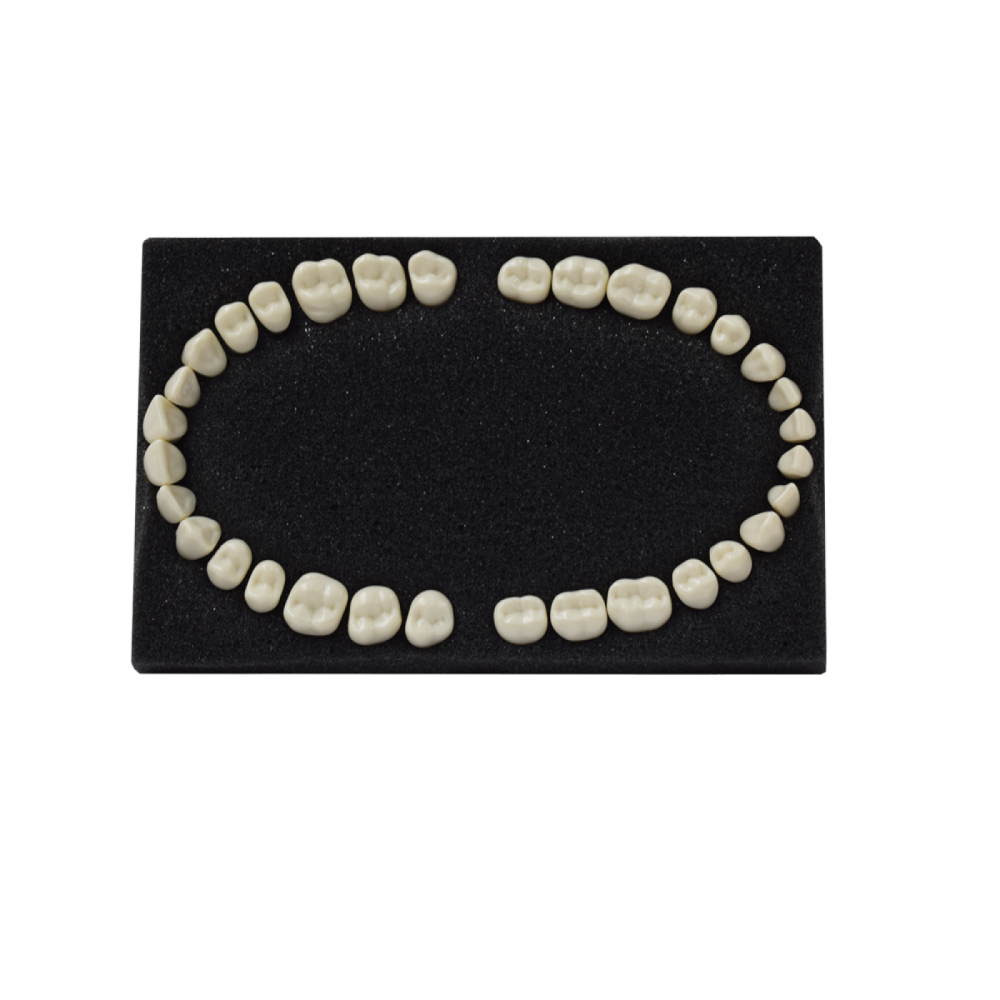 Arma Dental Fantom Diş