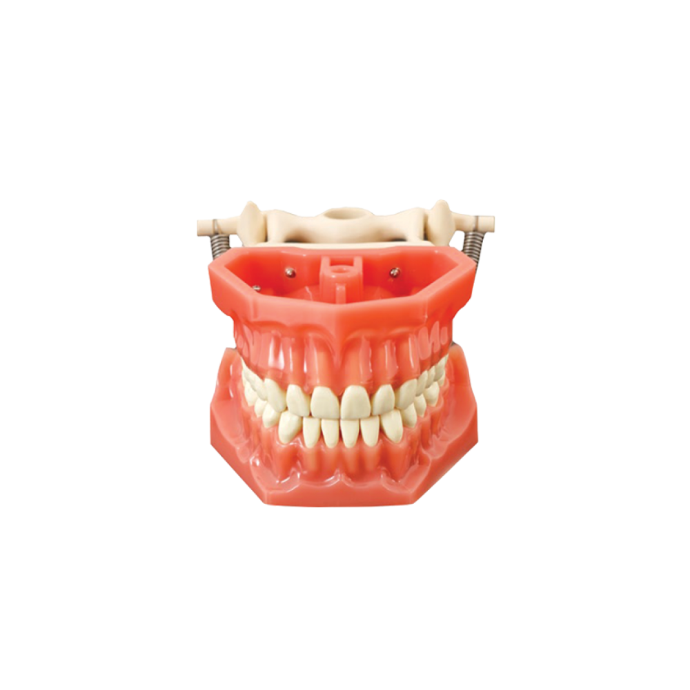 Arma Dental Fantom Çene