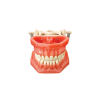 Arma Dental Fantom Çene